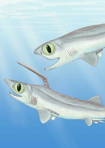Falcatus