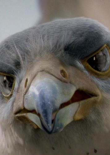 Falcon