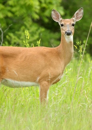 Faline