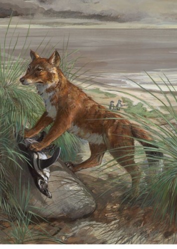 Falkland Islands Wolf