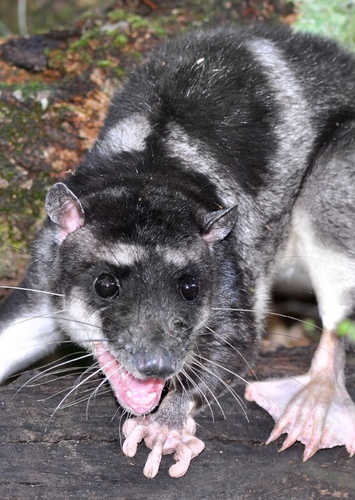 Father Opossum