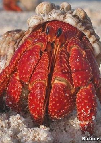 Female Land Crab