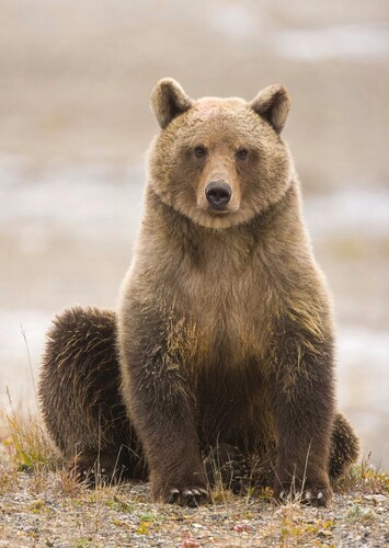 Female Lover Bear
