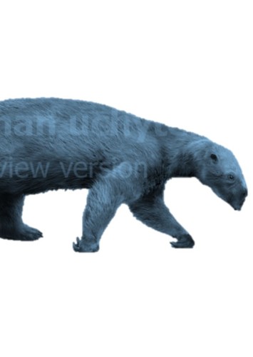 Female Mini Sloth