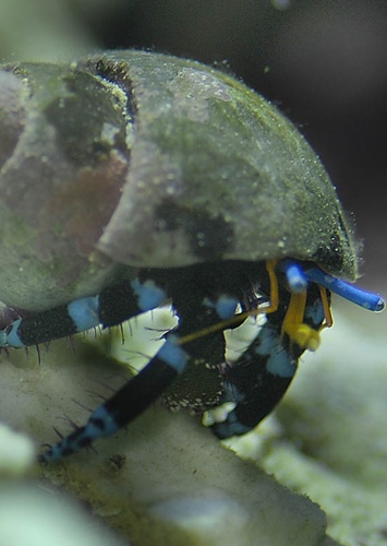 Female Sea Crab