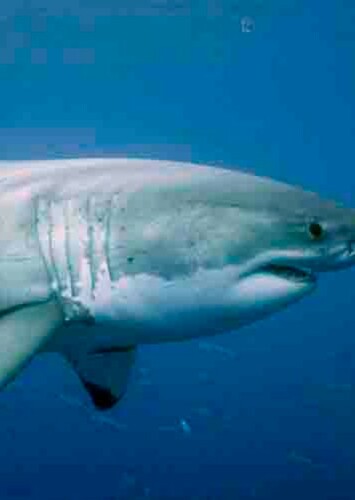 Female White Shark