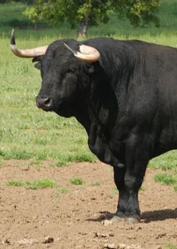 Ferdinand