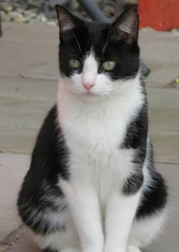 Figaro