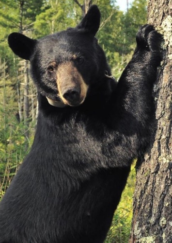Filburt the Bear