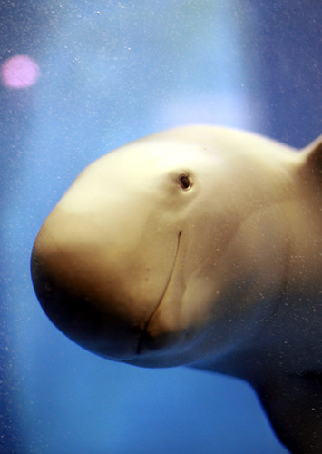 Finless Porpoise