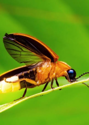 Fireflies
