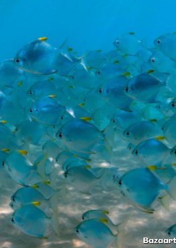 Fish school
