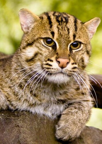 Fishing Cat