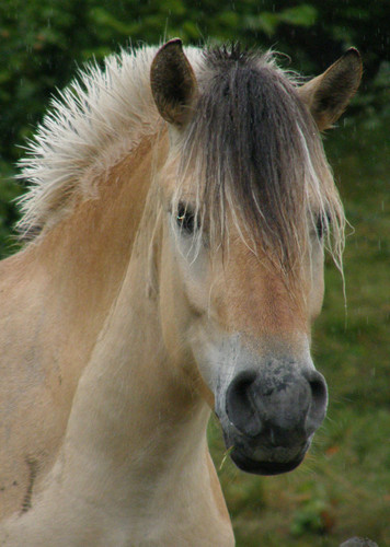 Fjord Horse