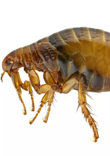 Flea
