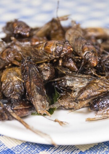 Flies