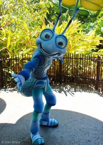 Flik