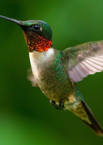 Flit