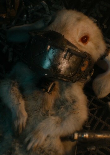 Floor Rabbit