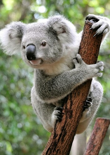 Flora the Koala