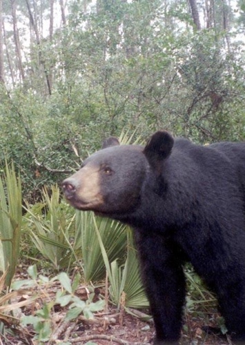 Florida Black Bear