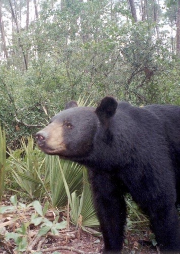 Florida Black Bear