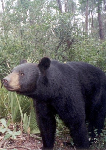 Florida Black Bear