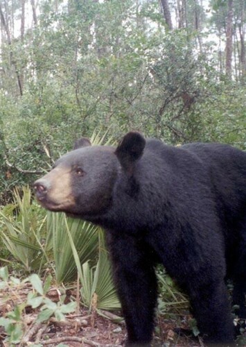 Florida Black Bear