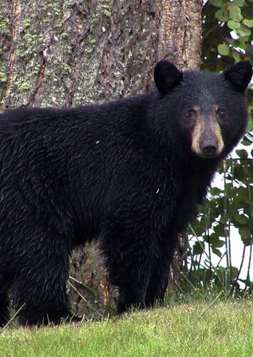 Florida Black Bear