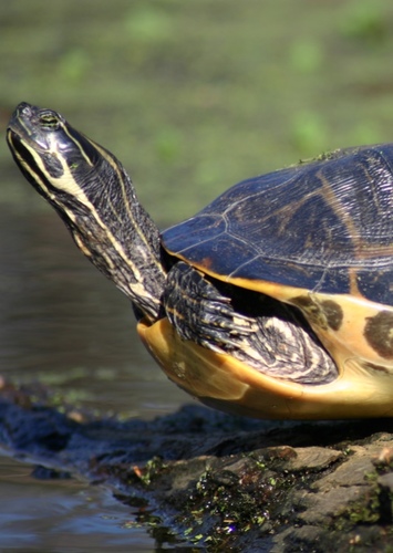 Florida Cooter