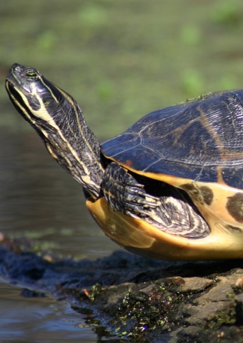 Florida Cooter