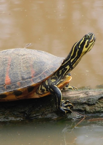 Florida Cooter