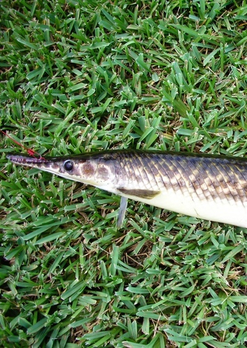 Florida Gar