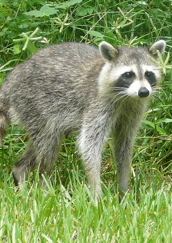 Florida Raccoon