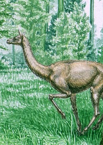 Floridatragulus