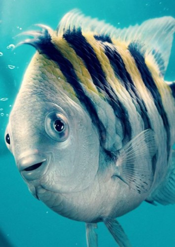 Flounder