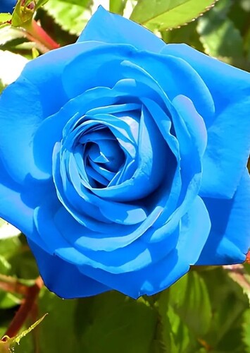 Flower: Blue Rose
