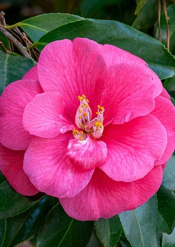 Flower: Camellia