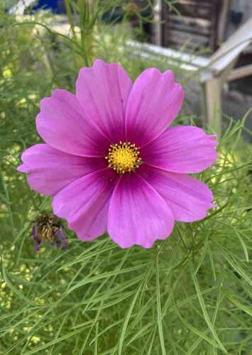 Flower: Cosmos