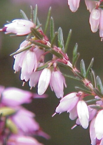 Flower: Erica