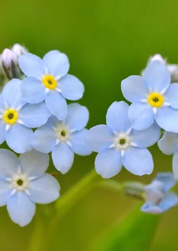 Flower: Forget-Me-Not