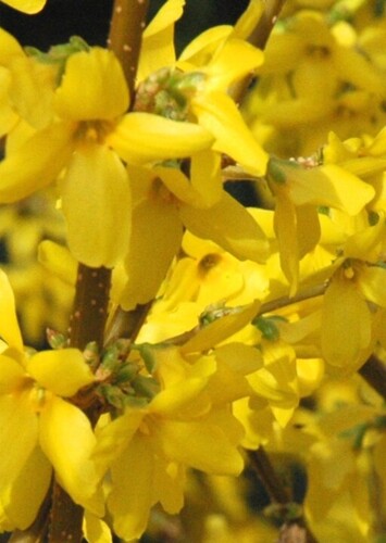 Flower: Forsythia