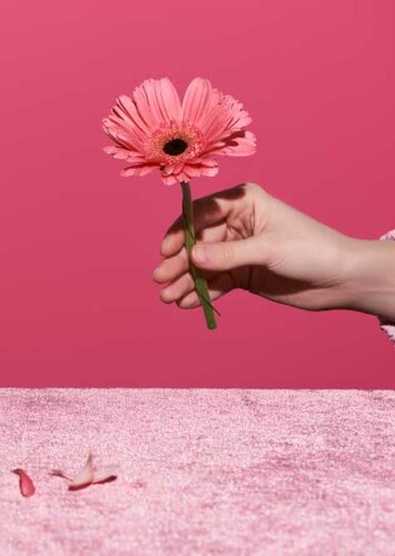 Flower: Gerbera