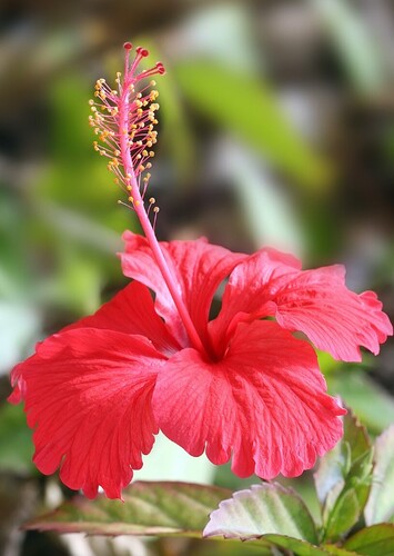 Flower: Hibiscus