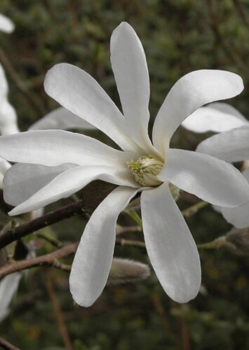 Flower: Kobus Magnolia