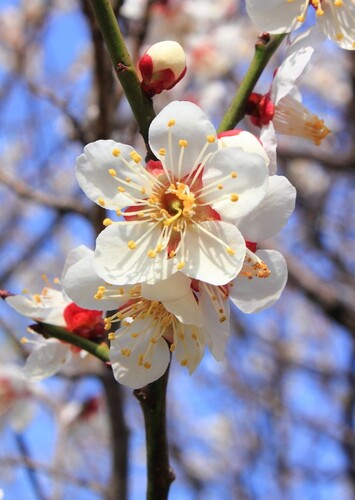 Flower: Plum Blossom