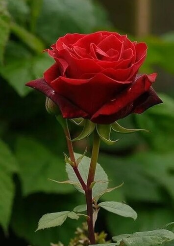 Flower: Rose