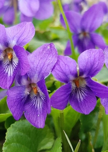 Flower: Violet