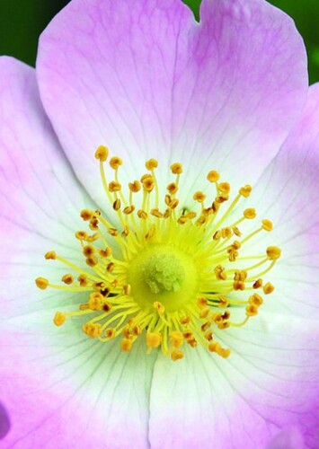 Flower: Wild Rose