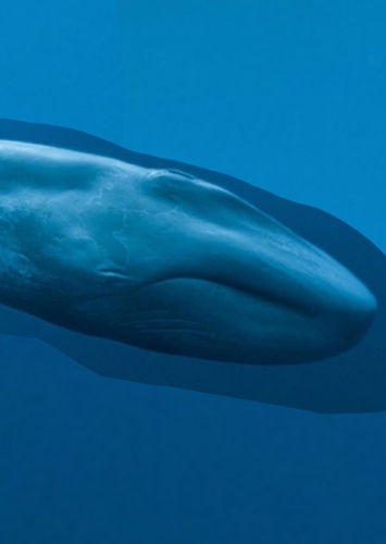 Floyd the Baby Blue Whale